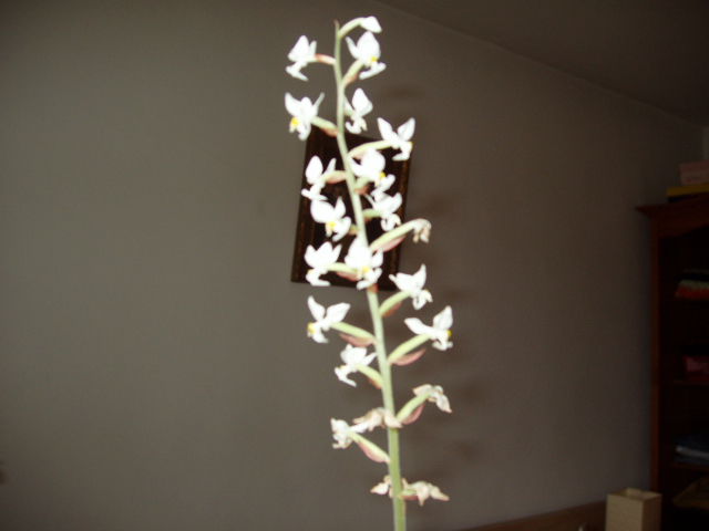 Ludisia mea "Lety"