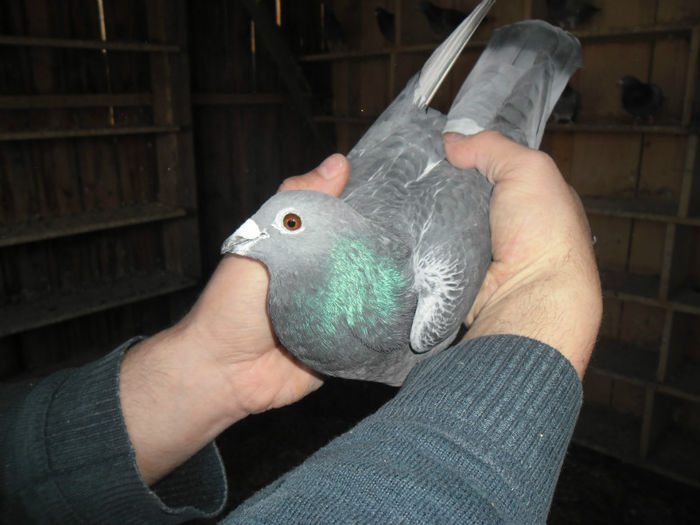 Nepot gut 2000,perechea 8; Zburat Elblag 1-880km
