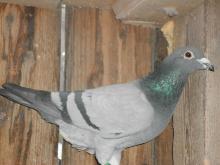 dr bilius-fiu din campion national maraton