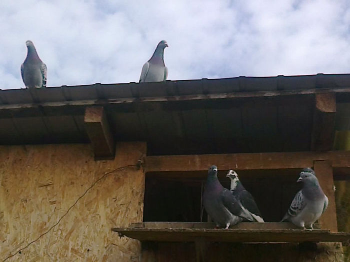 pe afara; majoritatea nu mai sunt la mine.
