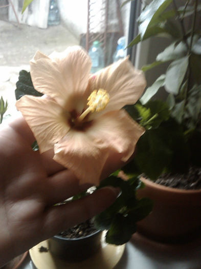 IMG00019-20130204-1343 - hibiscus