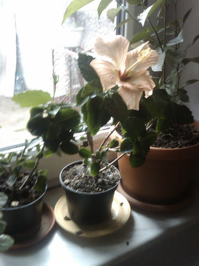 IMG00021-20130204-1343 - hibiscus