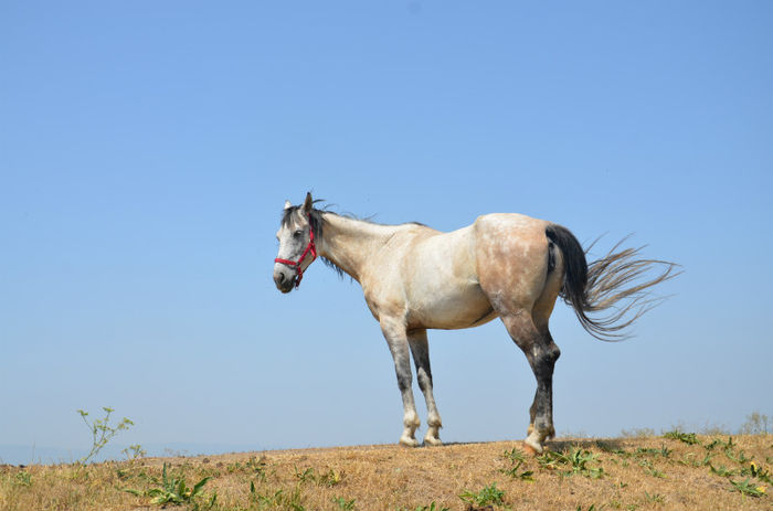DSC_4425 - Cai