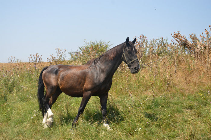 DSC_4429 - Cai