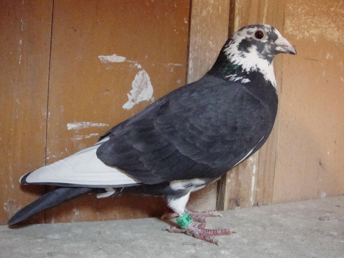 tata ochiimosii; tandem Nicorescu+Iancu
