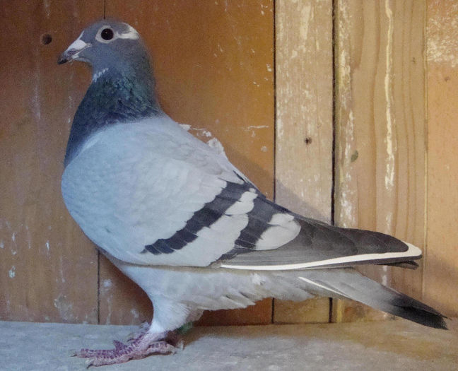 mama ochiimosii; tandem Nicorescu+Iancu
