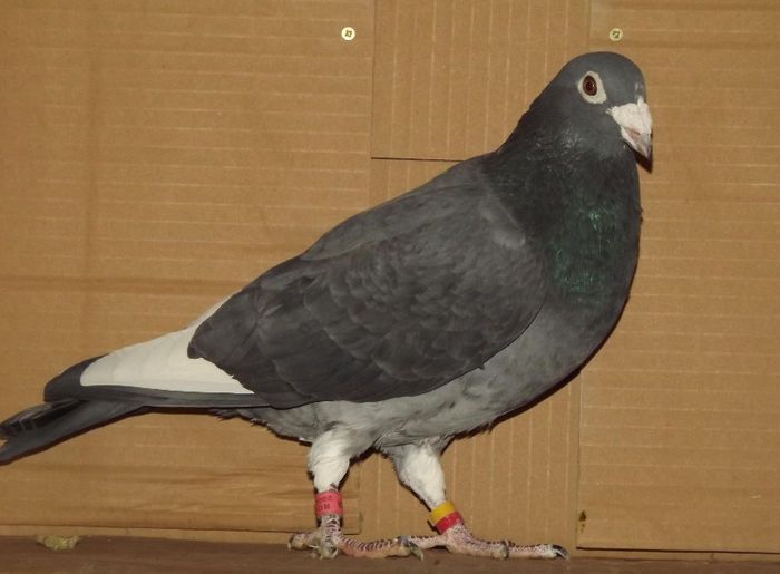 bunic ochiimosii - loc.6 Nat.Fond Tineret; tandem Nicorescu+Iancu
