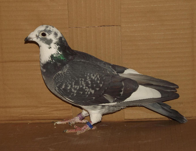 bunica ochimosii-martha van geel; tandem Nicorescu+Iancu
