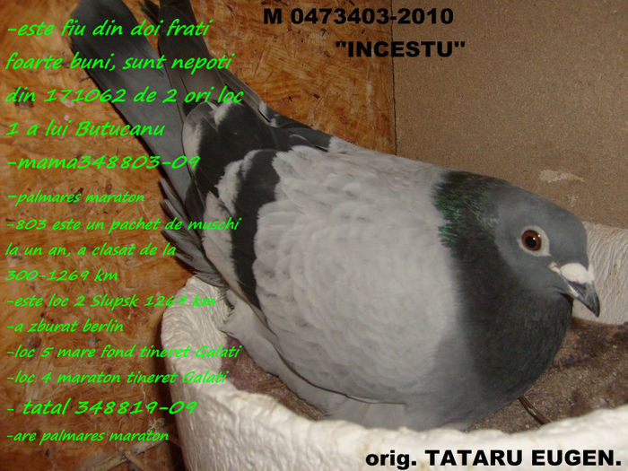 Incestu - Porumbei de la Tataru Eugen si Gabriel