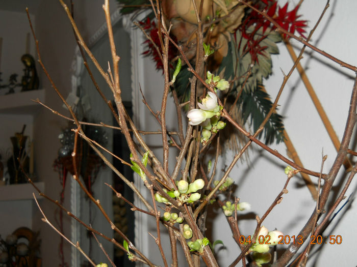 florile sunt albe - FEBRUARIE 2013
