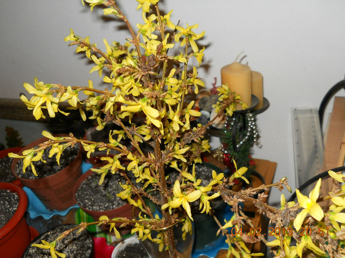 04.02.2013 015 - FEBRUARIE 2013