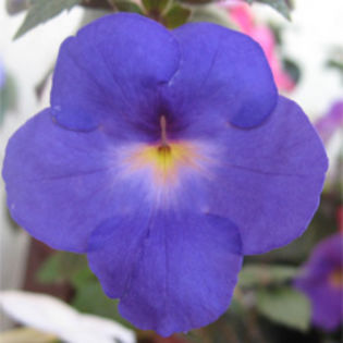 Cascade Violet Night - Achizitii Achimenes