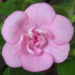 Pink Double Rose - Achizitii Achimenes