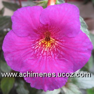 Extravaganza - Achizitii Achimenes