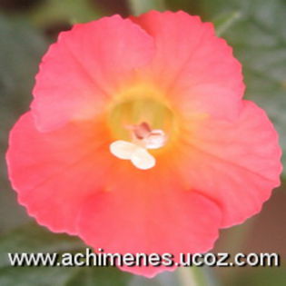 Jay Dee Coral - Achizitii Achimenes