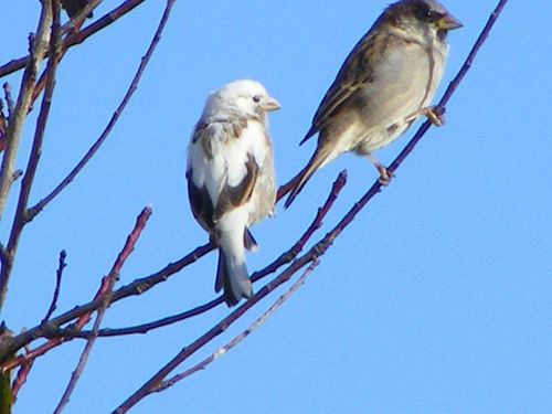 vrabie cu leucism - Vrabii albino sau leucistice