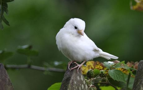 albino - Vrabii albino sau leucistice