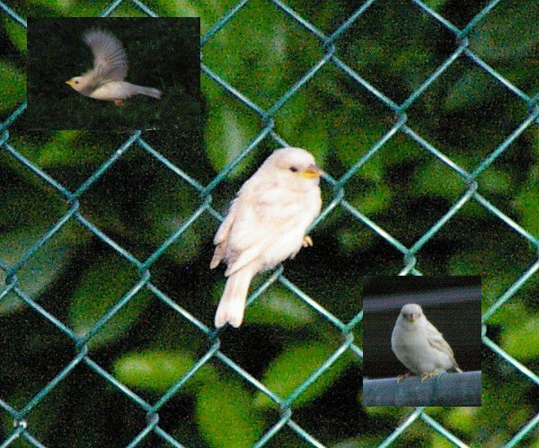 leucism - Vrabii albino sau leucistice