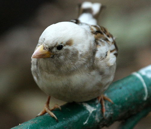 leucism - Vrabii albino sau leucistice