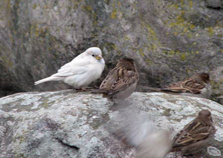 albino - Vrabii albino sau leucistice