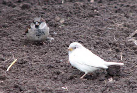 albino - Vrabii albino sau leucistice