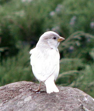 albino - Vrabii albino sau leucistice