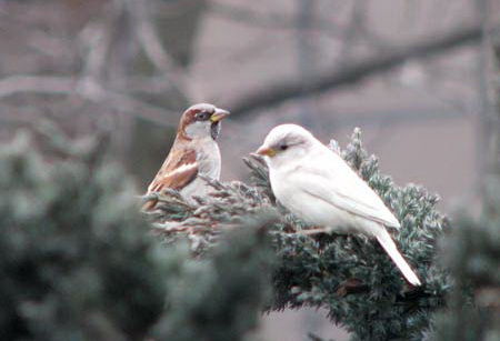 albino - Vrabii albino sau leucistice