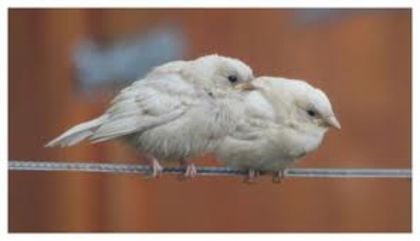 albino - Vrabii albino sau leucistice