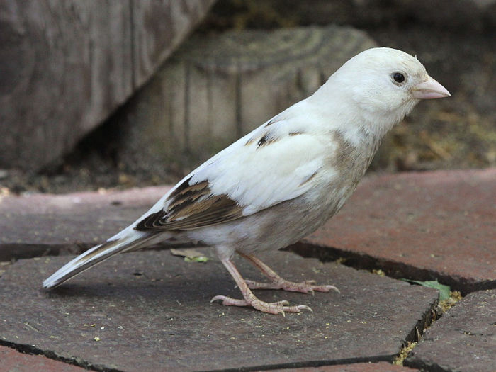 Leucim - partial albino - Vrabii albino sau leucistice