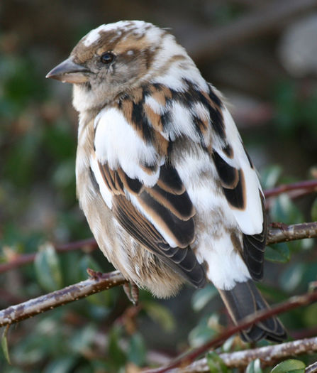 leucism - partial albino - Vrabii albino sau leucistice