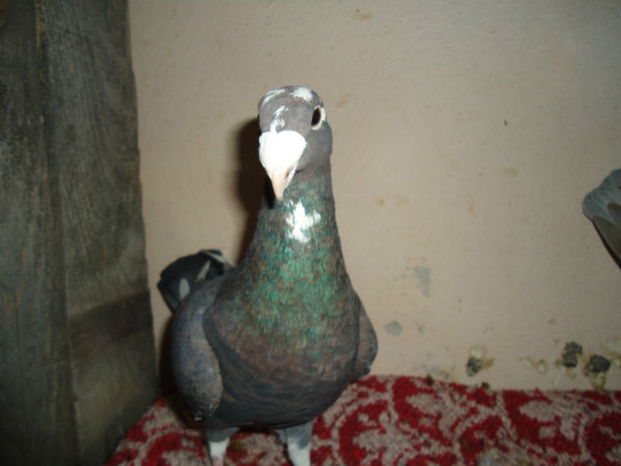 DSC04085 - germani 2015 - de vanzare