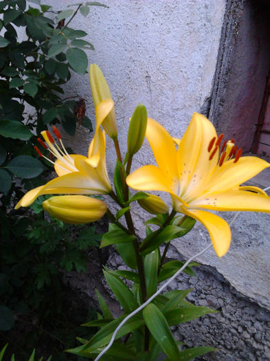 Fotografie0055 - FLORILE MELE