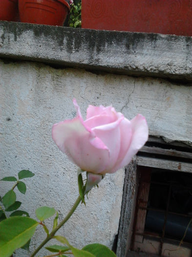 Fotografie0056 - FLORILE MELE