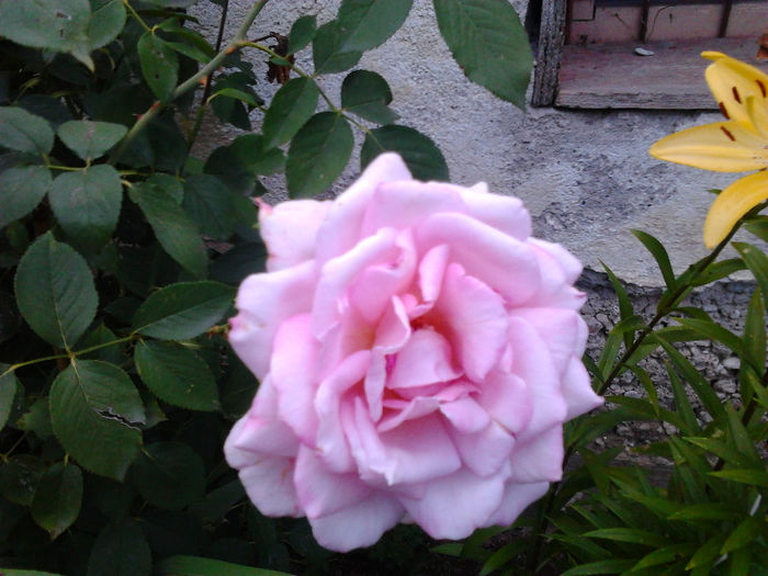 Fotografie0057 - FLORILE MELE