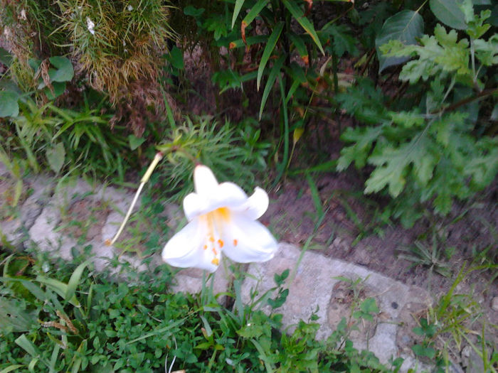 Fotografie0058 - FLORILE MELE