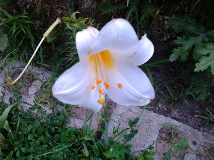 Fotografie0059 - FLORILE MELE