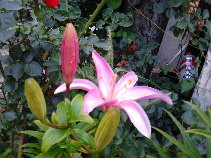 Fotografie0062 - FLORILE MELE