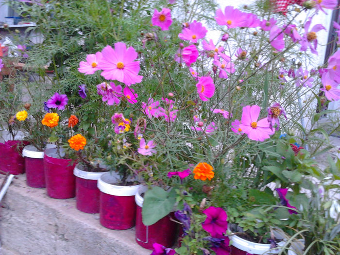 Fotografie0064 - FLORILE MELE