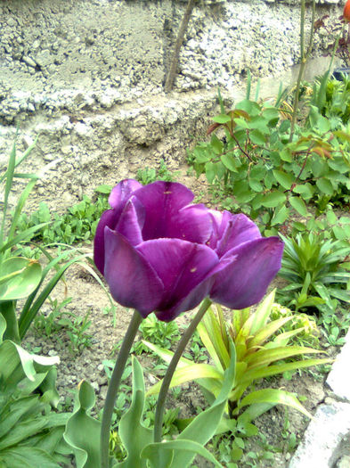 Imagine0024 - FLORILE MELE