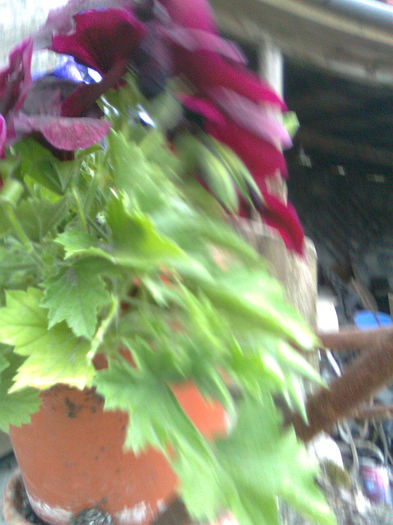 Imagine0119 - FLORILE MELE