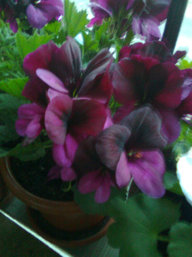 Imagine0227 - FLORILE MELE