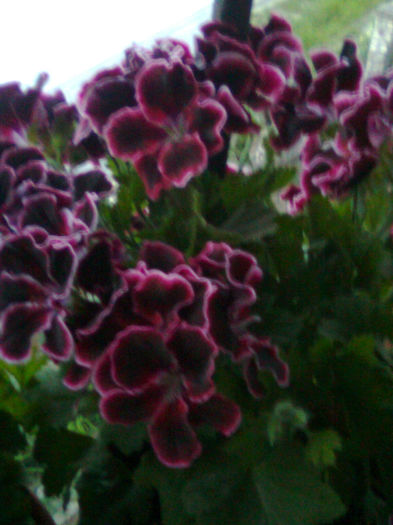 Imagine0228 - FLORILE MELE