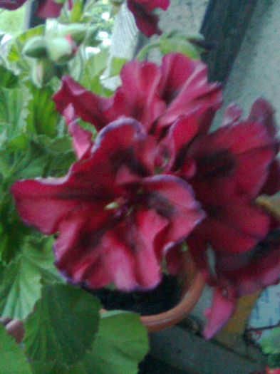 Imagine0229 - FLORILE MELE