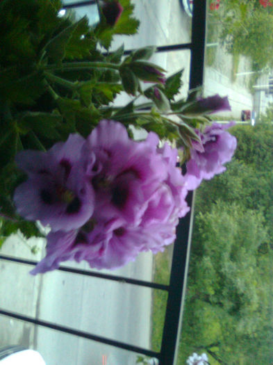 Imagine0232 - FLORILE MELE