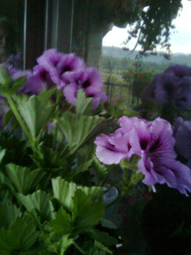 Imagine0233 - FLORILE MELE