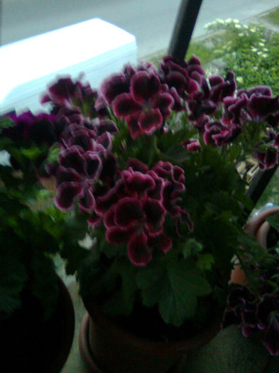 Imagine0235 - FLORILE MELE