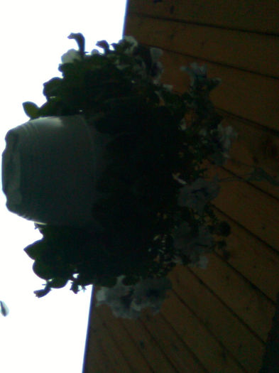 Imagine0236 - FLORILE MELE