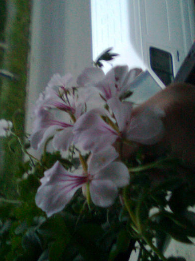 Imagine0249 - FLORILE MELE