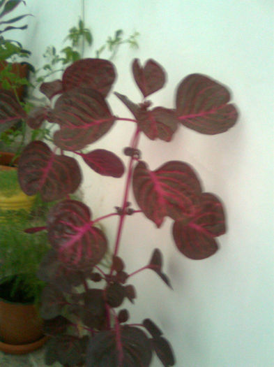 Imagine0275 - FLORILE MELE