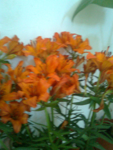 Imagine0278 - FLORILE MELE